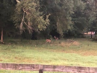 This image has an empty alt attribute; its file name is deer.jpg